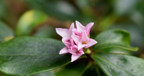 瑞香花的花语及代表意义（探寻瑞香花的寓意和象征）