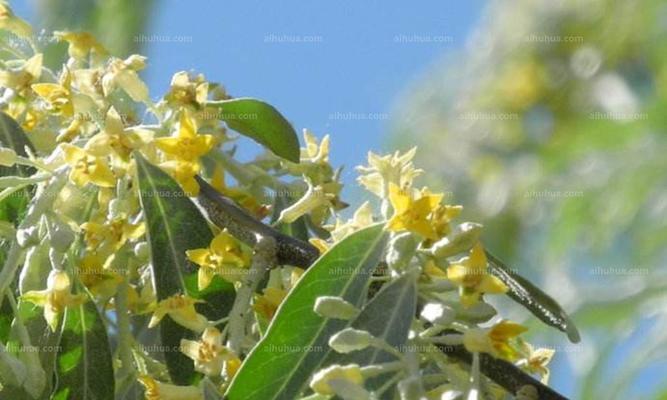 以沙枣花的花语和寓意（传达希望与坚毅）