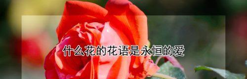 花语中的爱情永恒（以百合花为代表的爱情永恒的寓意）