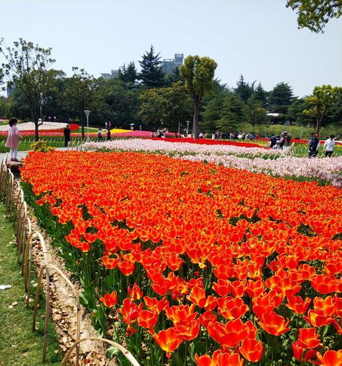 春天的花海-以鲜花为代表的绚丽春季景色（缤纷花朵盛开）