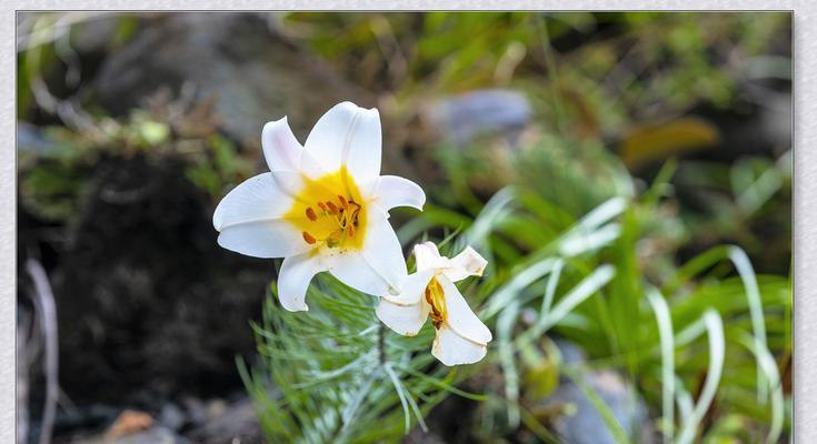 孤傲清冷，花开寂寞（以白色茉莉花为代表的冷艳之美）