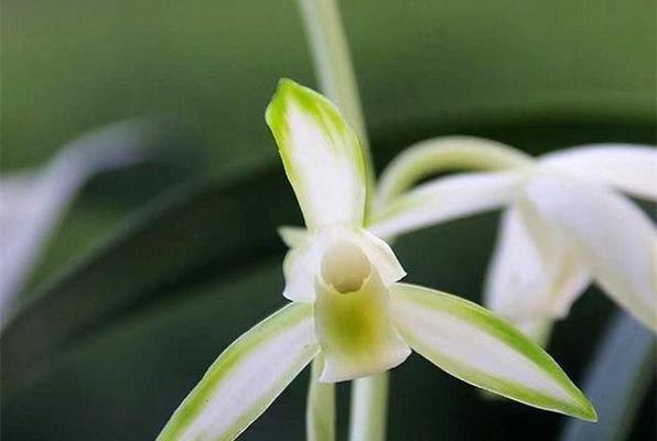 孤傲清冷，花开寂寞（以白色茉莉花为代表的冷艳之美）