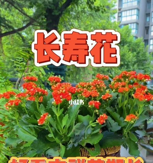 花开吉祥如意常伴（揭开花语之谜）