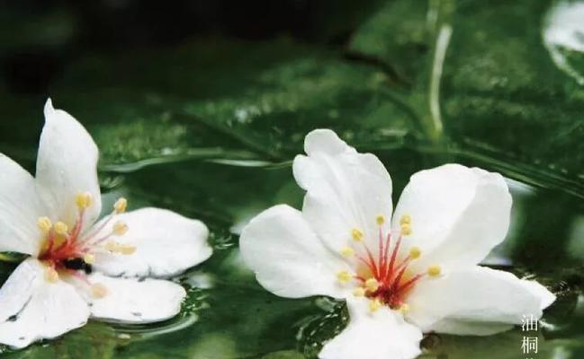 离别的落花香（花开花落的离别之旅）