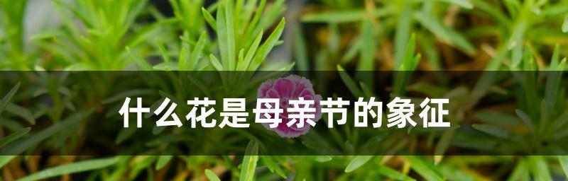 母爱如花开（用花表达无尽的母爱）