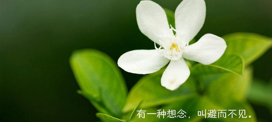 花语传情（探寻花语中的思念情感）