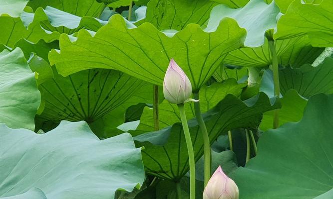 以红掌花代表虚心的力量（用红掌花的姿态探讨虚心的重要性）