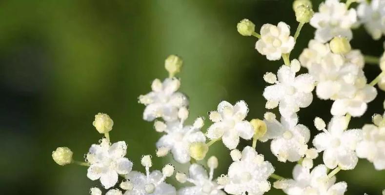 花开宽恕，心灵疗愈（用花朵表达内心的原谅与宽容）