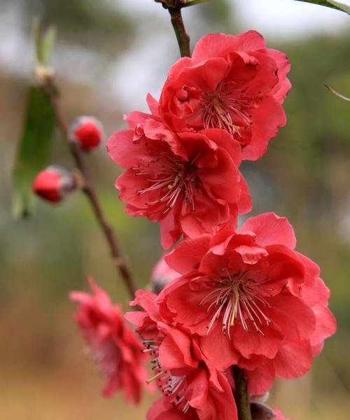 中国之花（传统文化中的芬芳——中国花卉象征意义的探索）