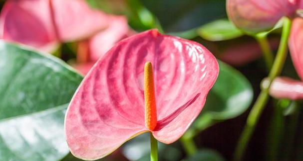 花开魅力无穷（以花代表魅力的意义与象征）