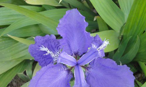 花语道歉-用花传递内心的歉意（探索不同花朵的花语）