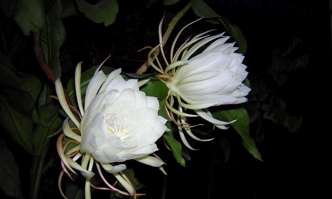 花语道歉-用花传递内心的歉意（探索不同花朵的花语）