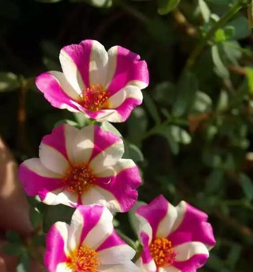 以菊花花语沉默为主题的文章（深入探索菊花花语沉默的内涵与意义）