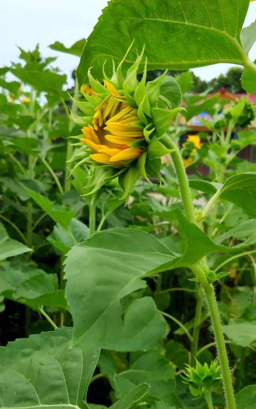 以菊花花语沉默为主题的文章（深入探索菊花花语沉默的内涵与意义）