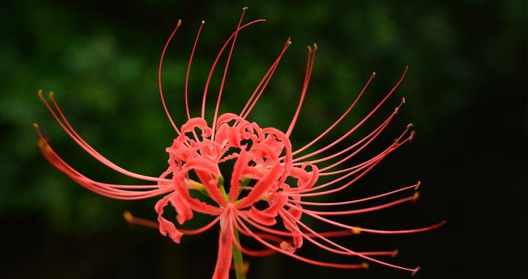 错过的花语——以菊花为主题的文章（菊花如何传递错过的情感与遗憾）