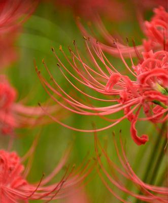 错过的花语——以菊花为主题的文章（菊花如何传递错过的情感与遗憾）