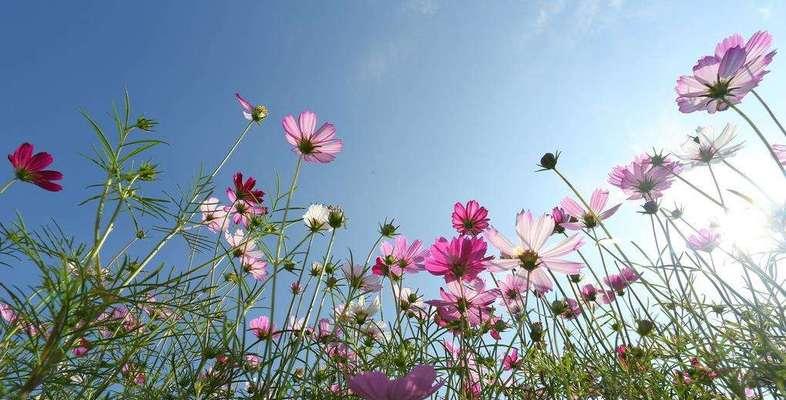 纯真之花——百合花的花语（百合花传达纯真和纯洁的心灵）