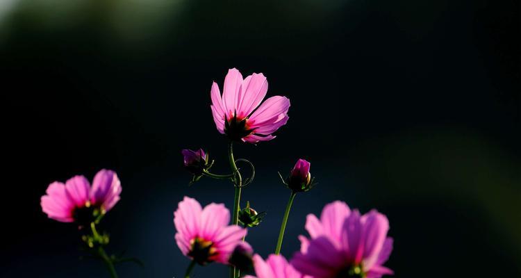 单纯美好——以百合花为主题的花语之旅（花语之旅）