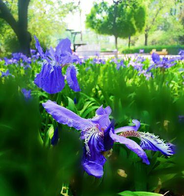 等待你的花语——以玫瑰花为主题的文章（用玫瑰花诉说等待的情感）