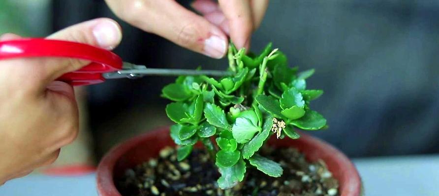 什么花适合夏季种植（推荐七种夏天养的花）