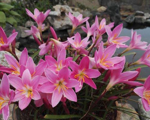 葱兰花怎么种（葱兰花的种植方法及养护）