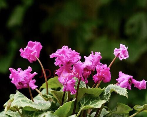 仙客来的种子怎么种（仙客来的正确种植方法）