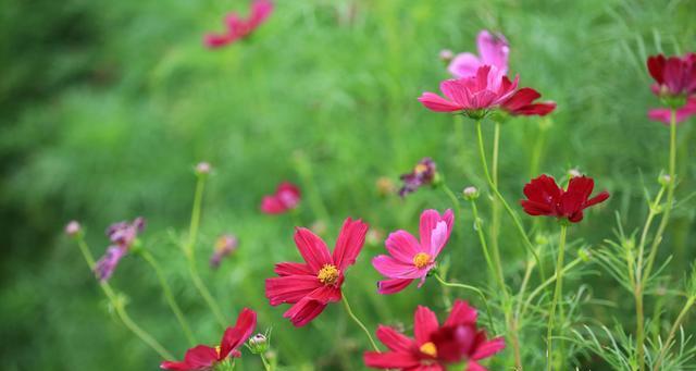 格桑花种植步骤是什么（了解格桑花种植方法）