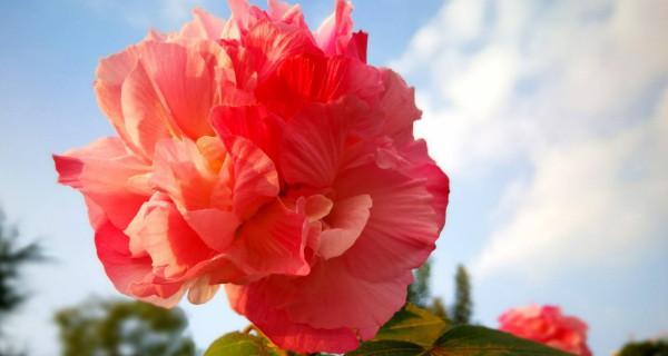 芙蓉花什么时候开放（芙蓉花的花期时间）