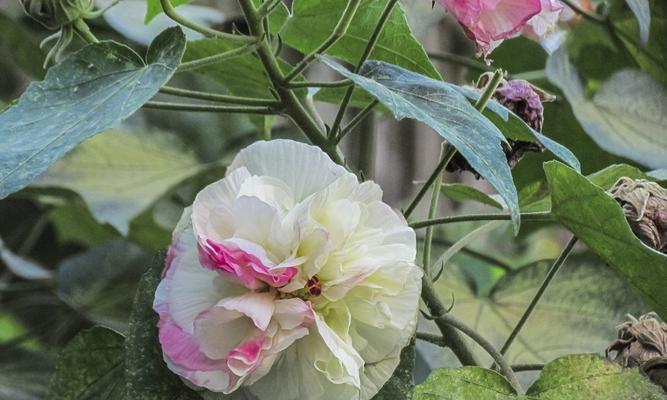 芙蓉花什么时候开放（芙蓉花的花期时间）