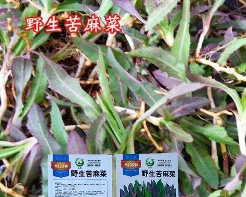 野菜种植时间和方法（野菜种植技术及日常管理）