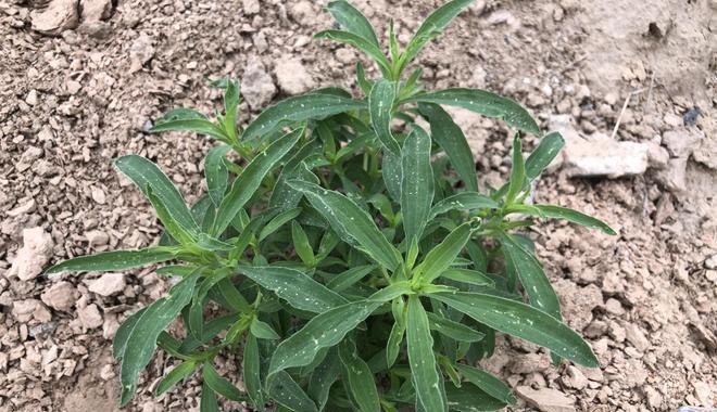 野菜种植时间和方法（野菜种植技术及日常管理）