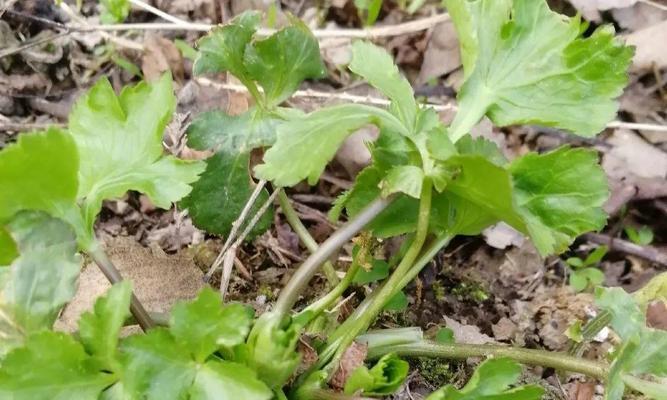 野菜种植时间和方法（野菜种植技术及日常管理）