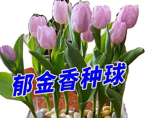 郁金香种子怎么种（郁金香种植方法和时间）