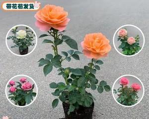 玫瑰花老桩怎么种植（玫瑰花老桩种植方法与技巧）