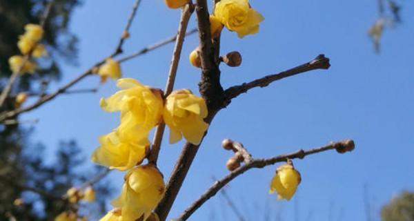 腊梅花什么时候开花（关于腊梅花期简介）