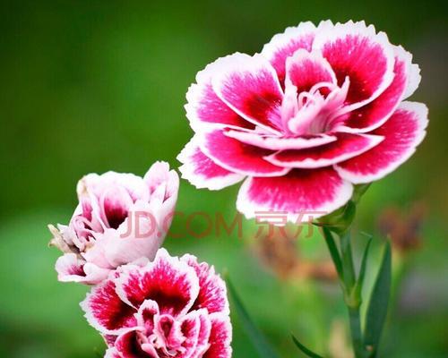 格桑花种子怎么种（格桑花种植方法和时间）