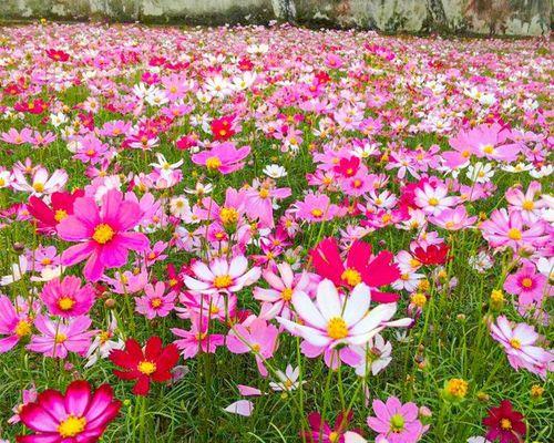 格桑花种子怎么种（格桑花种植方法和时间）