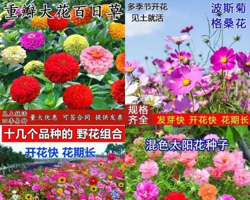 格桑花种子怎么种（格桑花种植方法和时间）