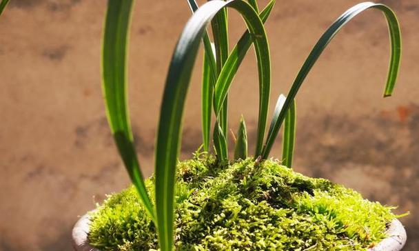 夜兰花怎样种植（夜来香花的栽培技术要点）