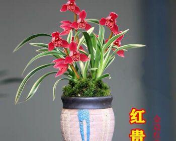 夜兰花怎样种植（夜来香花的栽培技术要点）