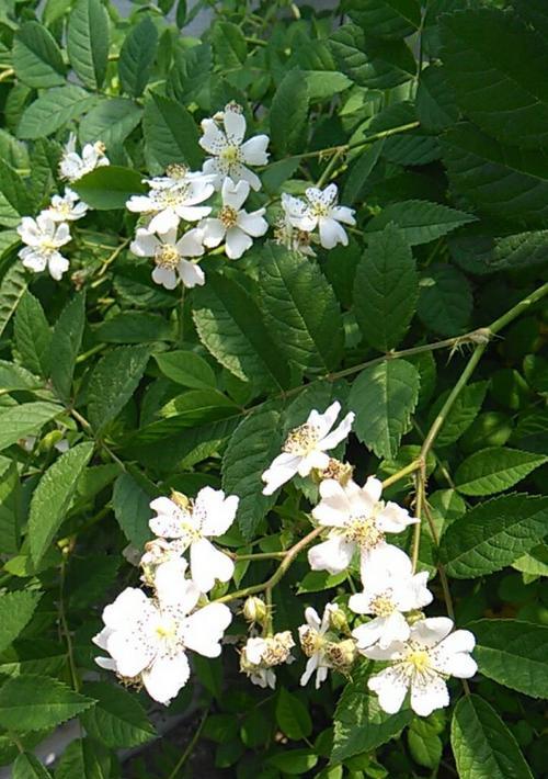 月季花是什么颜色的花（月季花最简单的颜色排名）