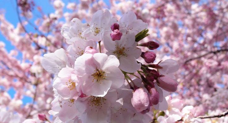 樱花什么品种（有关樱花品种介绍）