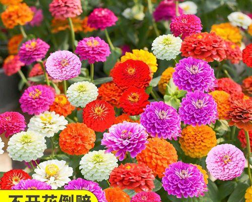 波斯菊花种子怎么种植（波斯菊种植方法和时间）