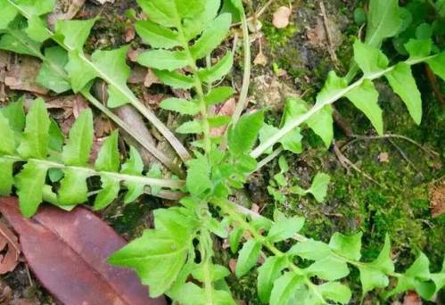 荠菜几月份播种（荠菜种植时间和方法）