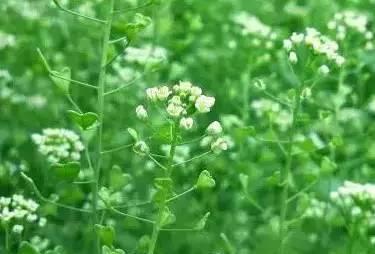 荠菜几月份播种（荠菜种植时间和方法）