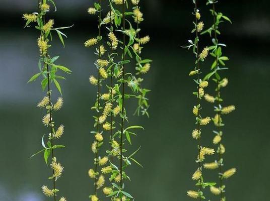 柳树什么时候发芽（关于柳树发芽的季节）