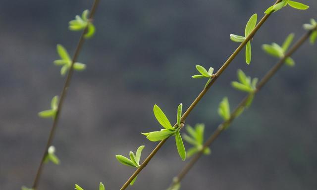 柳树什么时候发芽（关于柳树发芽的季节）