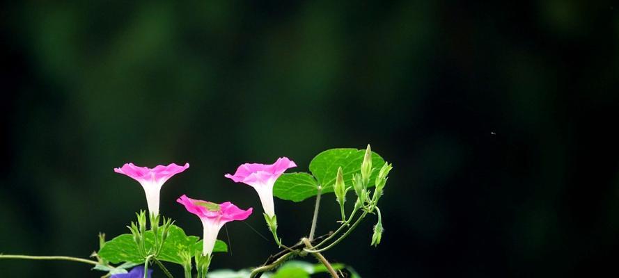 牵牛花是在什么时候开放（有关牵牛花的花期季节）