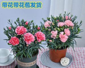 盆栽康乃馨怎么养（康乃馨盆栽种植方法）