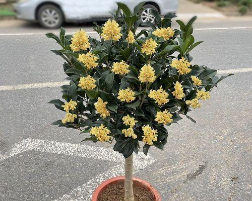 阳台怎么养桂花（桂花树的种植方法及养护）